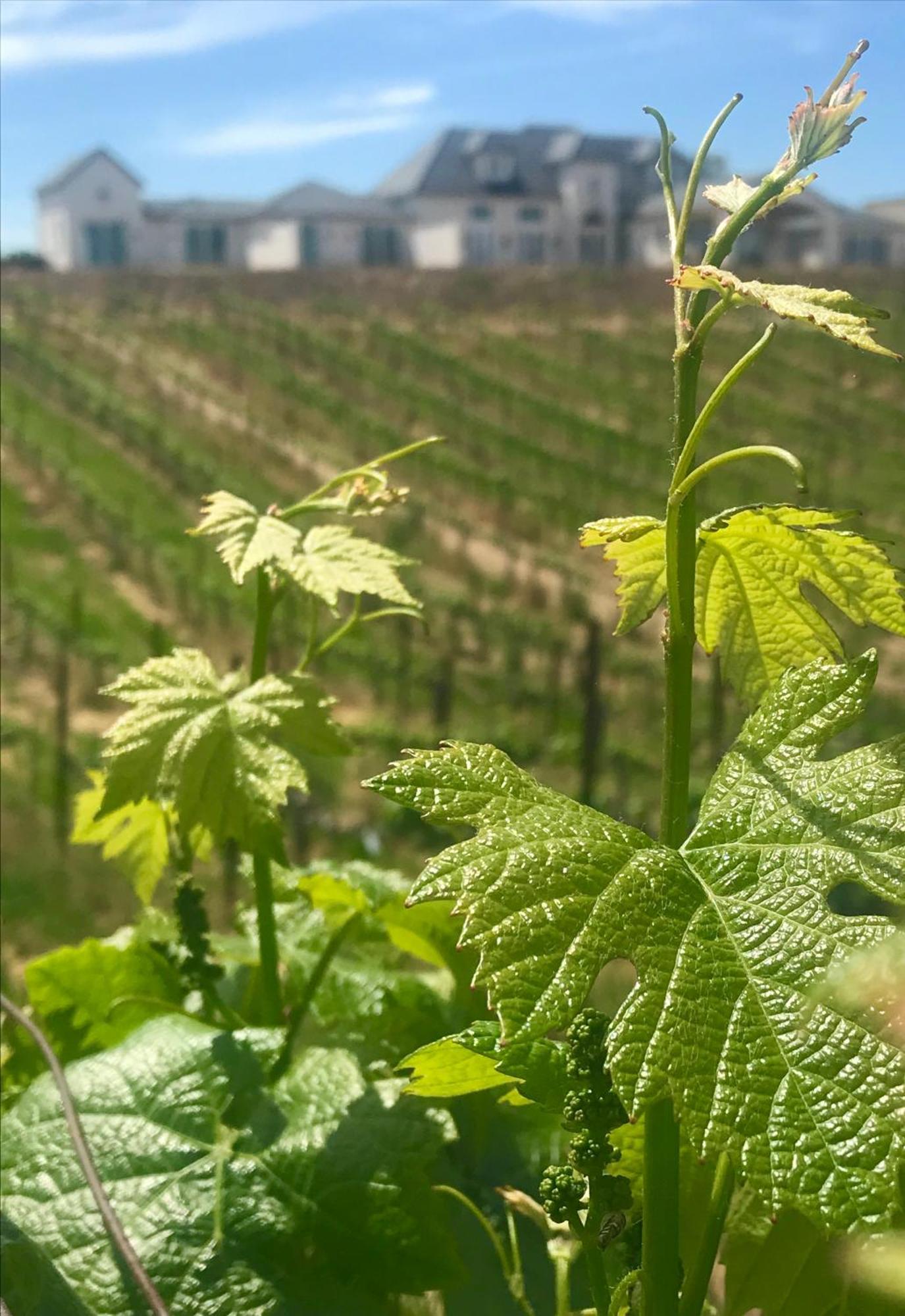 Domaine Chardonnay Bed and Breakfast Τεμέκουλα
 Εξωτερικό φωτογραφία
